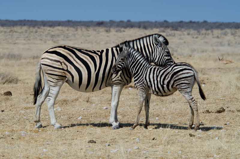 167 - Namibia - cebras - parque nacional de Etosha